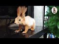 Как я пыталась "приучить белку к лесу"... 🙄🤷🐿️ How I tried to "train the squirrel to the forest"