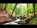 Un havre de paix chez vous ! Belle forêt, ruisseau et sons naturels, chants d'oiseaux. (F. Amathy)