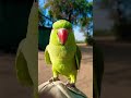 Ref:cekxkpDzMo8 #indian# parrot# suit # vduos #valay#  