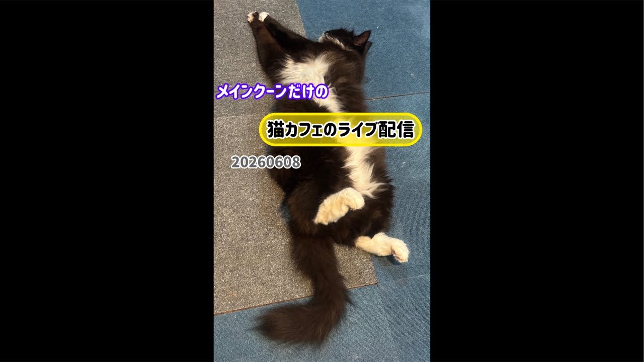 20260608 - YouTube