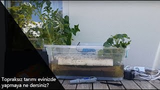 Topraksız Tarım Evde Domates Ve Hıyar Yetiştirin