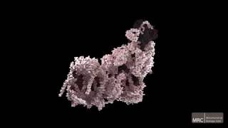 Complex I Subunits