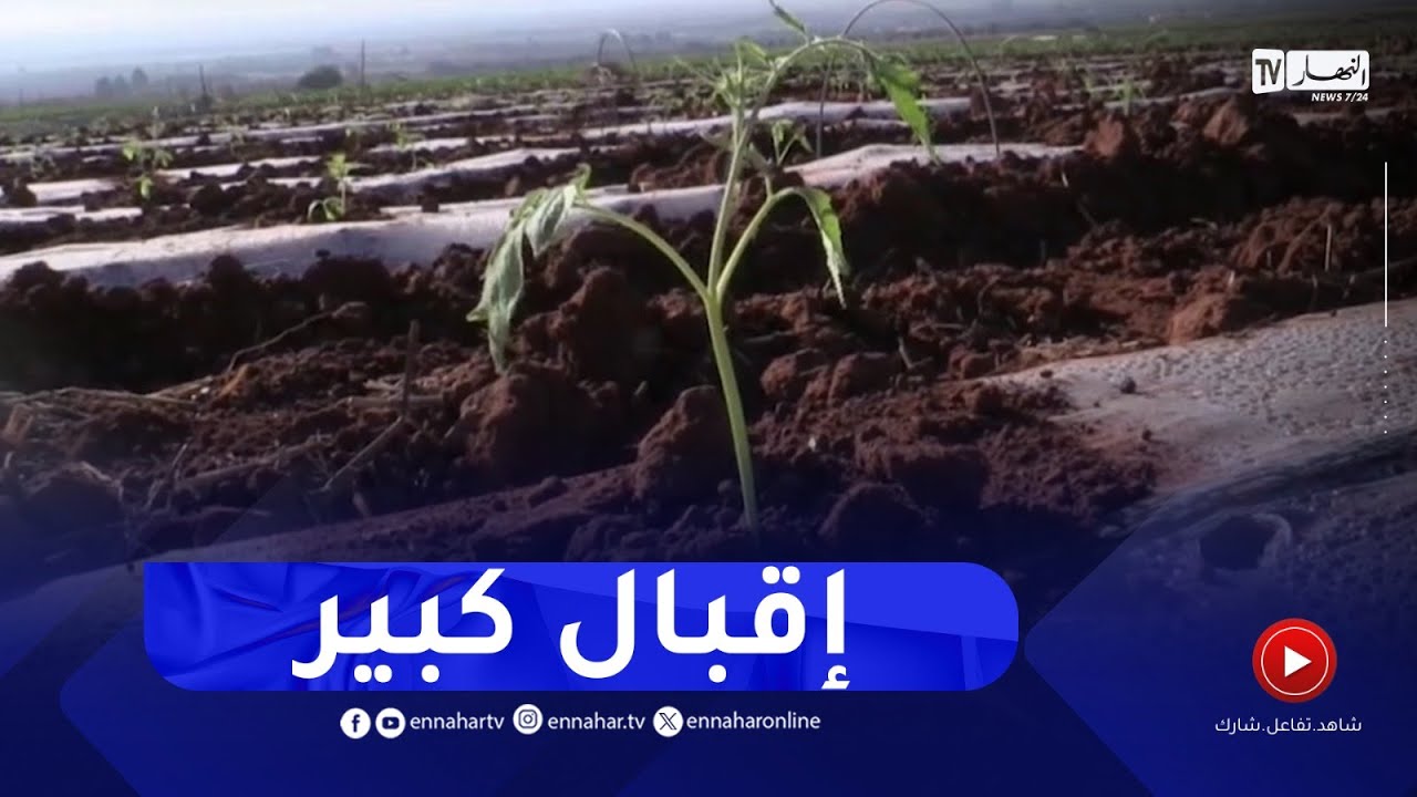 غليزان : إقبال على زراعة الطماطم الصناعية ببلدية بلعسل بوزقزة
