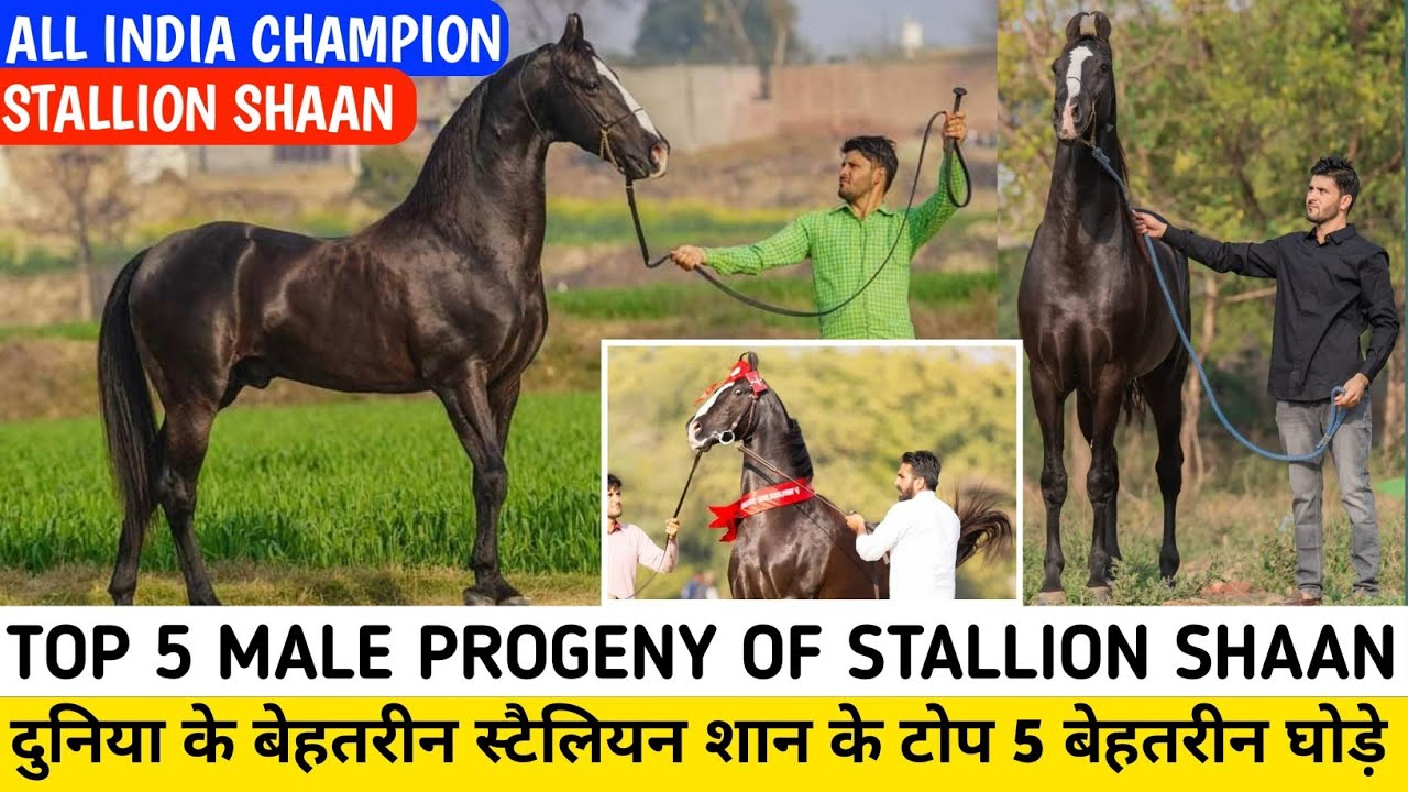TOP 5 MALE PROGENY OF STALLION SHAAN || All India Champion Shaan के 5 बेहतरीन घोड़े 🔥