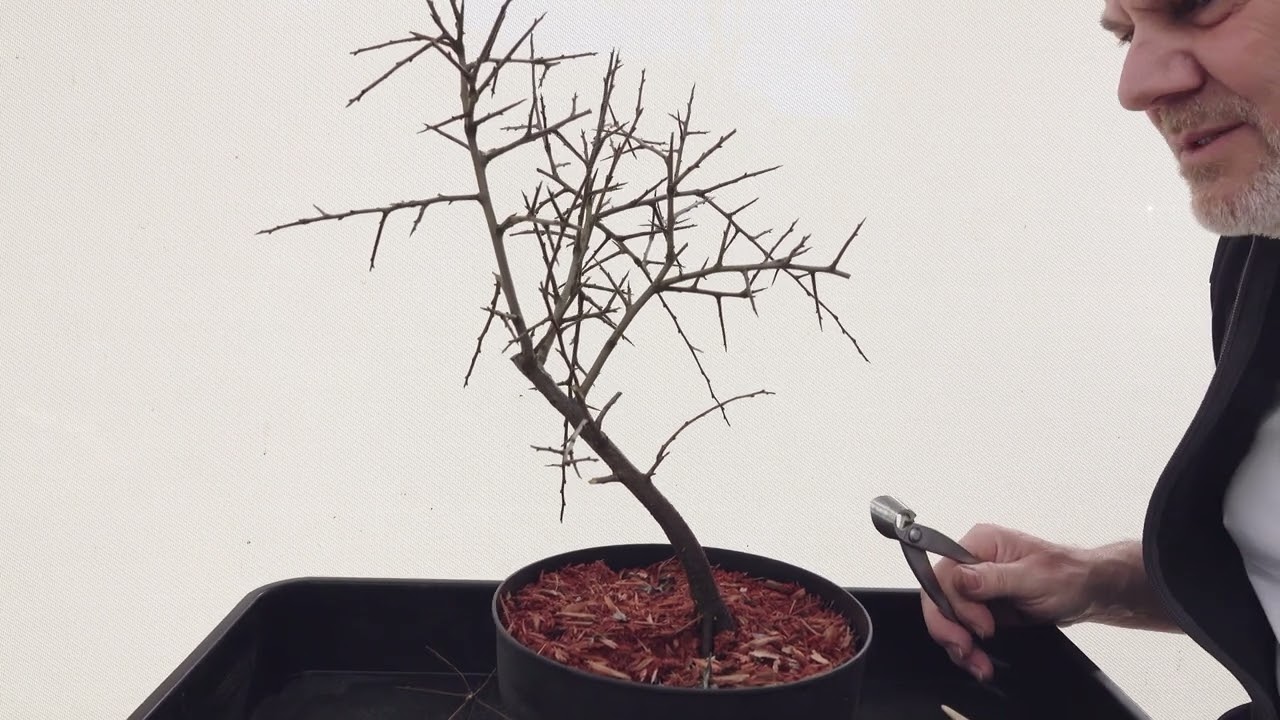 mini bonsai tree Juniper Bonsai Tree – Live Cold-Hardy Bonsai in Ceramic Planter main image 0