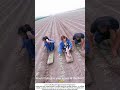 Farmers Weed Fields While Sitting on Skateboards – Low‑Tech, High‑Smarts 🌿🛹