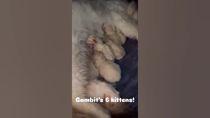 Video 5597501: kitten baby cat adorable, cat newborn kittens, baby kittens cat mother