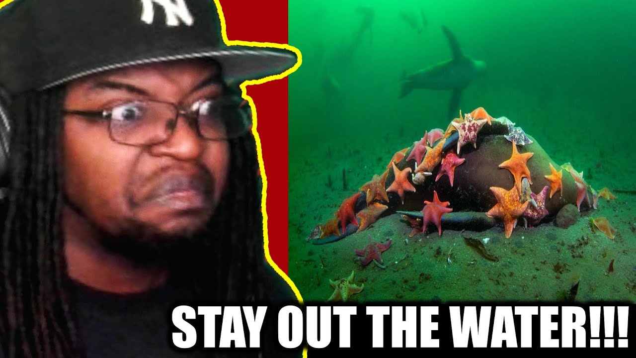 The Terrifying Truth Behind the Aliens in the Ocean [Casual Geographic] DB Reaction