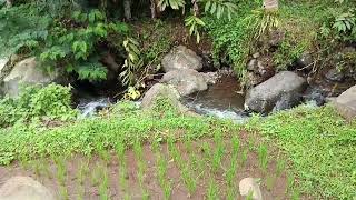 Sawah Di Daerah Pegunungan  Suara Asli