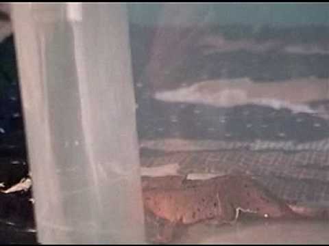 strike force heroes crested gecko, leopard gecko feeding