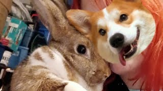 Spending time with my fav bunnies ft patches white ft marshmallow brown