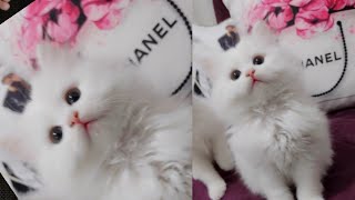 Cute baby animals Videos Compilation - Best Funny Cats Dogs Videos | Funniest Animals Videos 2023-27