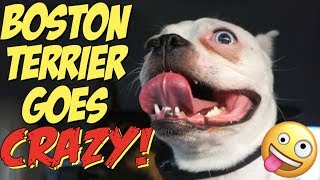 Boston Terrier GOES CRAZY over this toy
