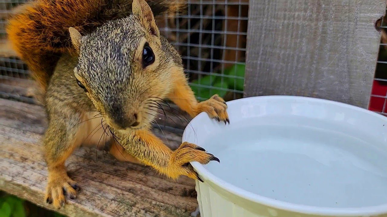 Sammy, Alto  & Shirley At My Patio Door, 3 Released Squirrels. July 1 2025