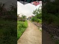 Morning Drizzle: A Quiet Walk #rain #shorts #asmr #walkingvlog
