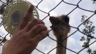 Ostrich at বঙ্গবন্ধু শেখ মুজিব সাফারী পার্ক,| by cute cat Bunny and Tofu♡︎ 91 views 1 year ago 1 minute, 4 seconds