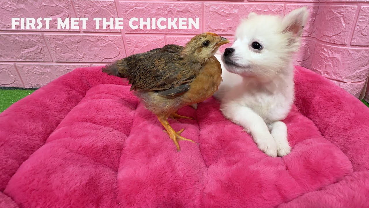 Special reaction of the baby dog ​​when it first met the chicken 🐶