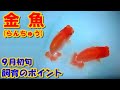 （#金魚）#らんちゅう ブリーダーの飼育記録No.176（9月1日撮影）