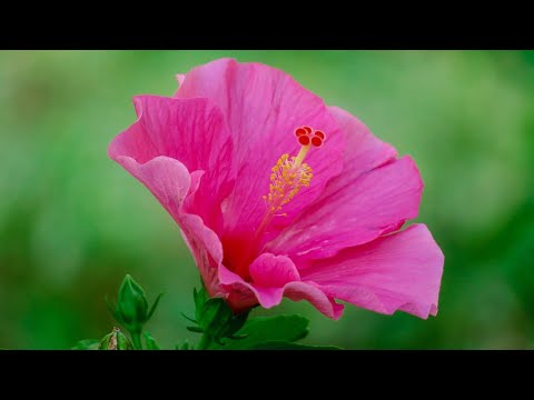 Video: Zašto Biljke Mijenjaju Boju?