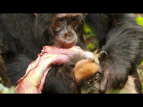 Şempanzelerin Babunları ve Şebekleri  Avladığı Anlar