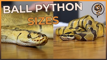The various sizes of Ball Pythons from Hatchling to Adult