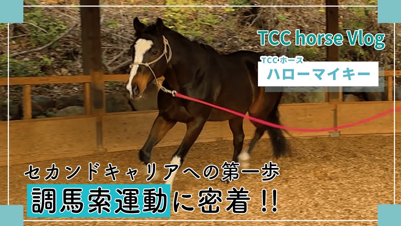 ハローマイキー🐎💨調馬索運動に密着👀｜TCCホースVlog
