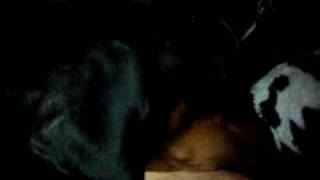 Download lagu Dobermannen Affe Fåntratt sovet Dobermannen Affe Fåntratt sovet