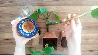 Evdeki̇ 3 Güçlü Bi̇tki̇ Köklendi̇rme Hormonu 3 Powerful Rooting Hormones At Home