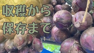 入梅前に玉ねぎを収穫しよう・乾燥〜保管・小さ過ぎる玉ねぎの行方(6月13日撮影)【自然栽培・家庭菜園】 入梅前に玉ねぎを収穫しよう・乾燥〜保管・小さ過ぎる玉ねぎの行方(6月13日撮影)【自然栽培・家庭菜園】