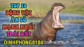 10 Động vât ăn cỏ hùng mạnh nhất Trái Đất