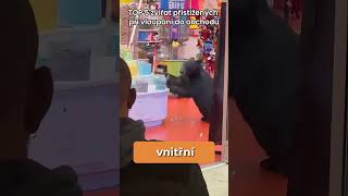 Top 5 Zvířat Přistižených Při Loupeži V Obchodu