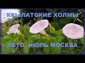 Крылатские холмы в июле/Krylatsky hills in July