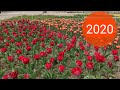 Ялта, Крым.Парад тюльпанов 2020 . Никитский ботанический сад.