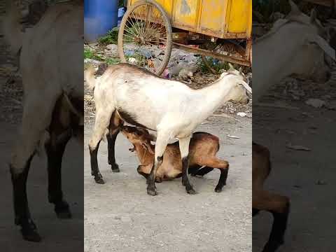 Goat Breastfeeding