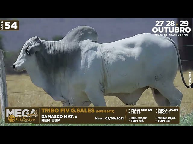 LOTE 54   MFBN 8417