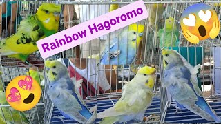 Vlog343 Rainbow Hagoromo 🦜😱🦜 Rainbow Incomplete Hagoromo🦜😱🦜