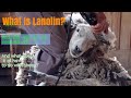 Lanolin: How Its Made, What's It Used For, & Overall...What Is It?