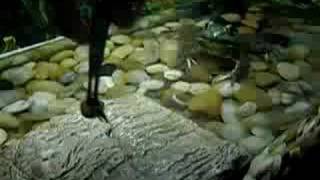 Bullfrog eats superworm