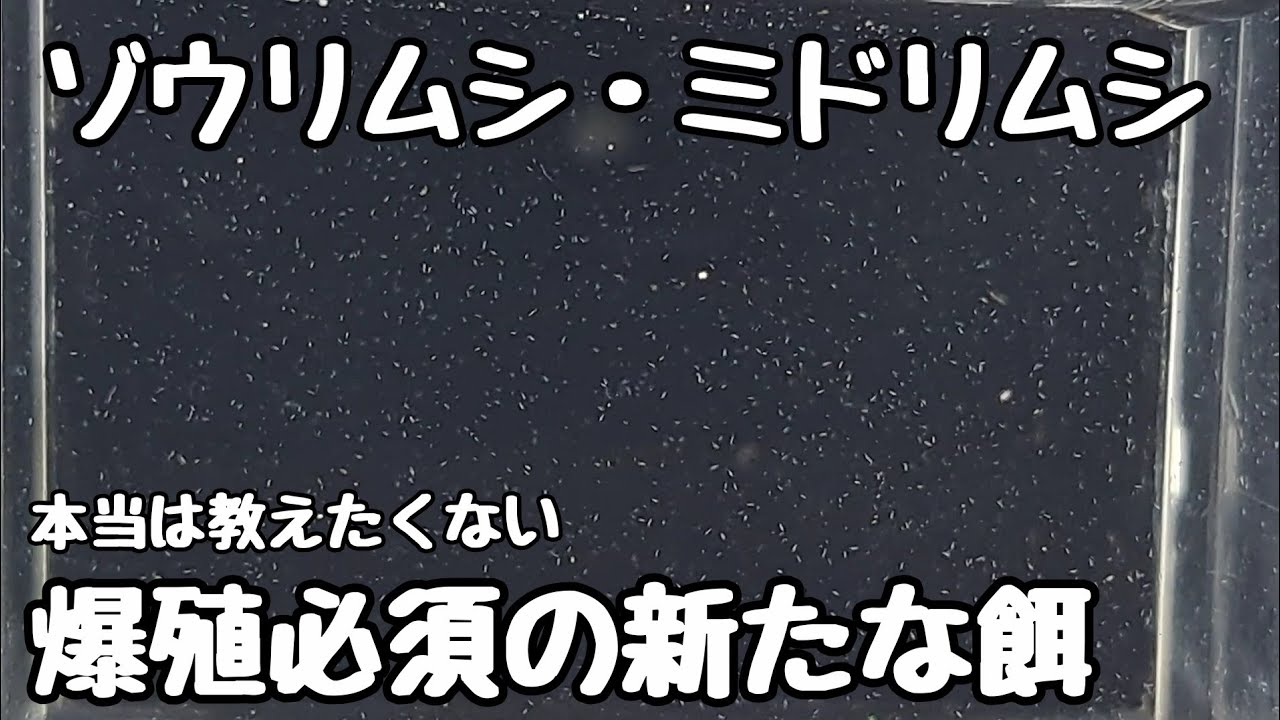 本当は教えたくないゾウリムシ・ミドリムシが簡単に誰でも爆殖させる事が出来る餌【メダカ】