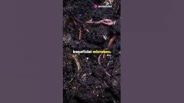 Biochar: The Secret to Carbon Sequestration