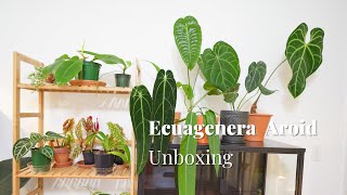 Ecuagenera Import Aroids Unboxing - My Best Order Yet!