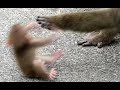 Baby monkey stunned by being pushed away by hand