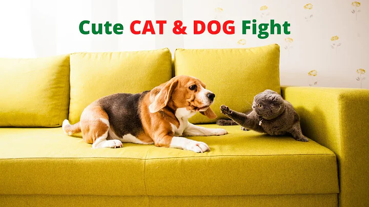 Video 9860051: dog fight, funny cat