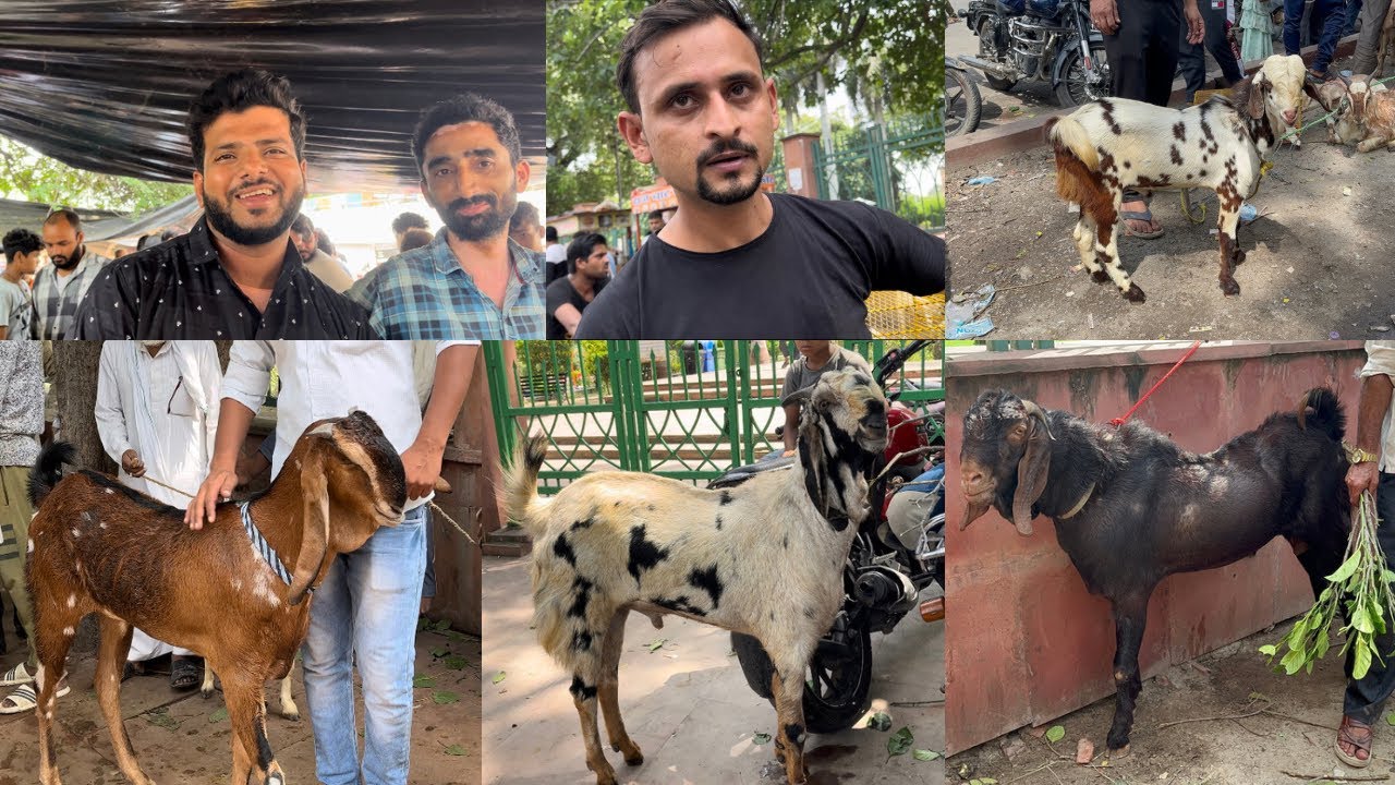 Lucknow Bakra Mandi Cover With SAGAR Bhai & ABSAR Bhai AB Goat Farm ...