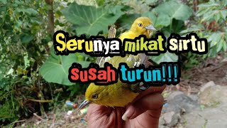 Download Lagu 🔴SERUNYA PIKAT SIRTU SUSAH TURUN MENGGUNAKAN MP3||G.A.I KICAU MP3