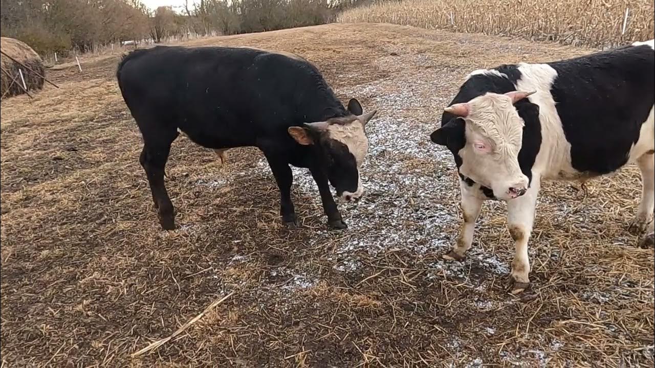 Кианская порода быков. Корова. Красивая корова. Бык март. Тур животное.