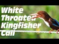 Whitethroated kingfisher aka whitebreasted kingfisher call sound  common indian bird sound