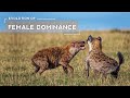 How Female Dominance Evolved in Hyenas