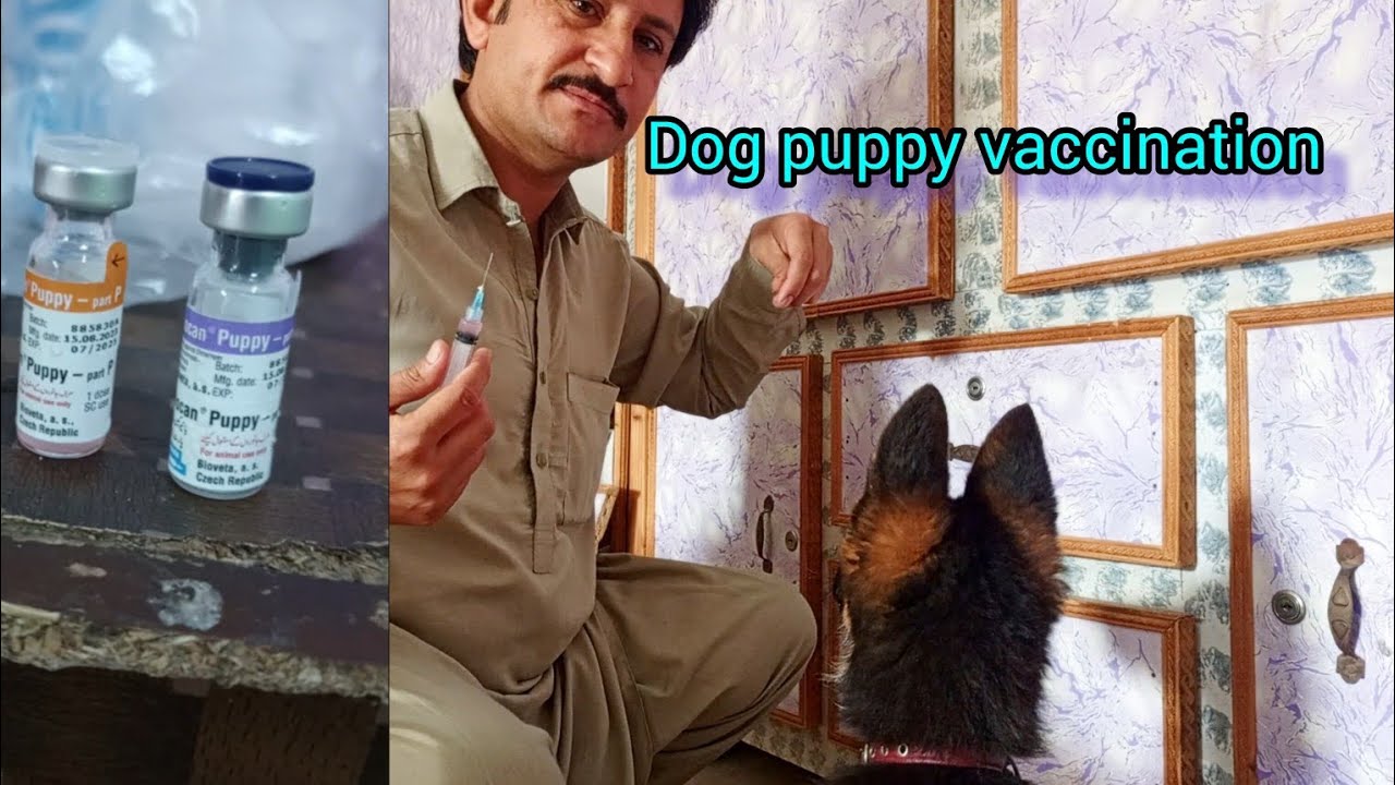 dog puppy vaccination|biocan puppy vaccine|how to vaccine a dog#puppy vaccination#dog #germanshepred