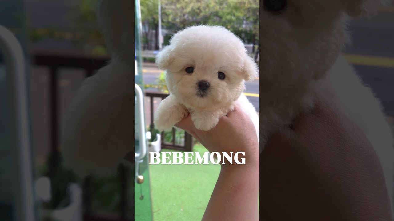 휴게소 가나디🙊💕#김해강아지분양#창원강아지분양 #부산강아지분양#명지강아지분양#진영강아지분양#테디비숑분양#미니비숑분양#장유강아지분양#김해미니비숑분양#부산미니비숑분양#창원미니비숑분양